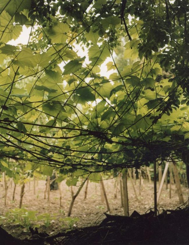 Gerhard Kurtz Grabeland