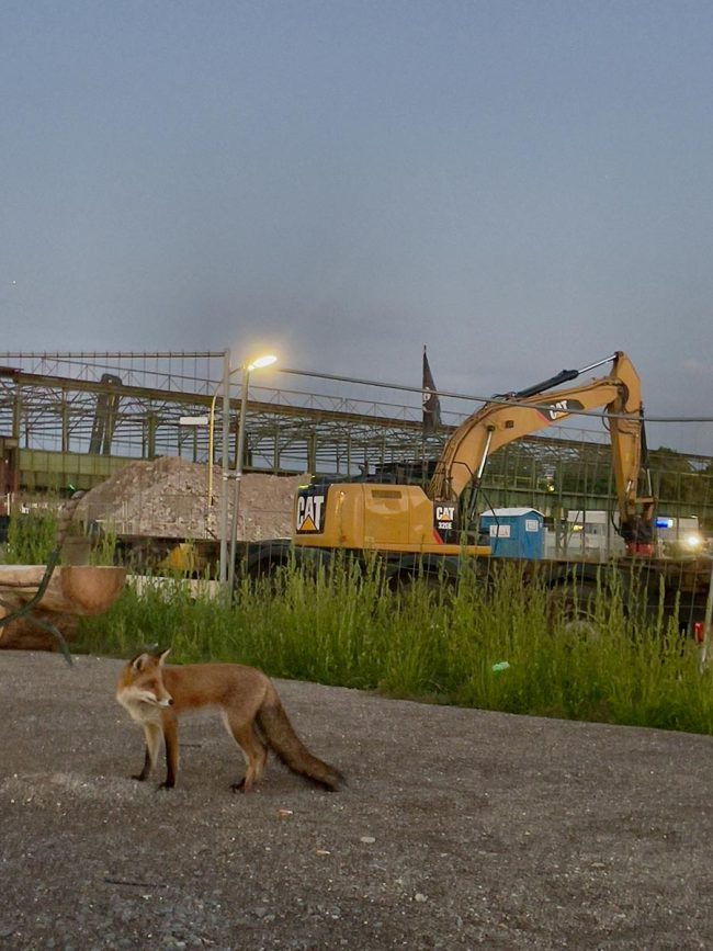 Marco-Wittkowski-Hafenfuchs
