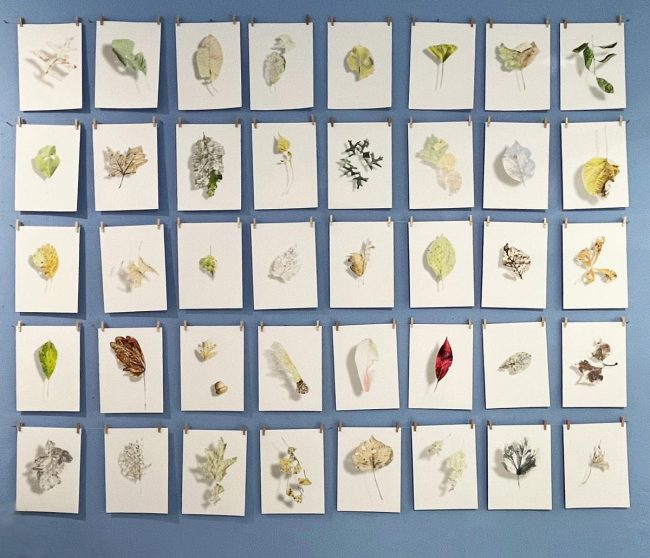 blattgetreten-praesentation